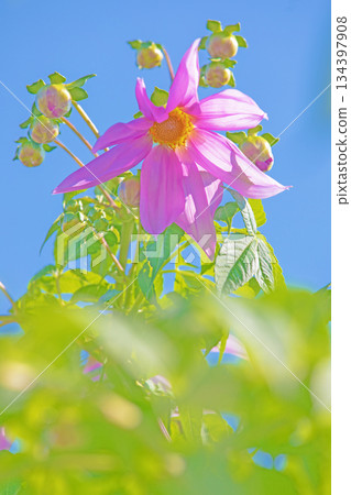 Flowers around the house: Various seasonal plants. A beautiful pink Emperor Dahlia that stands out against the blue sky of early winter. 134397908
