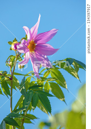 Flowers around the house: Various seasonal plants. A beautiful pink Emperor Dahlia that stands out against the blue sky of early winter. Flowers around the house: Various seasonal plants. A beautiful pink Emperor Dahlia that stands out against the blue sky of early winter. 134397917