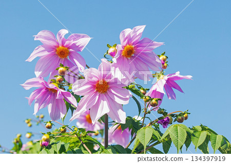 Flowers around the house: Various seasonal plants. A beautiful pink Emperor Dahlia that stands out against the blue sky of early winter. 134397919