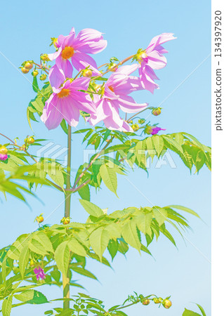 Flowers around the house: Various seasonal plants. A beautiful pink Emperor Dahlia that stands out against the blue sky of early winter. 134397920