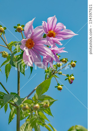 Flowers around the house: Various seasonal plants. A beautiful pink Emperor Dahlia that stands out against the blue sky of early winter. 134397921
