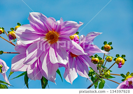 Flowers around the house: Various seasonal plants. A beautiful pink Emperor Dahlia that stands out against the blue sky of early winter. Flowers around the house: Various seasonal plants. A beautiful pink Emperor Dahlia that stands out against the blue sky of early winter. 134397928