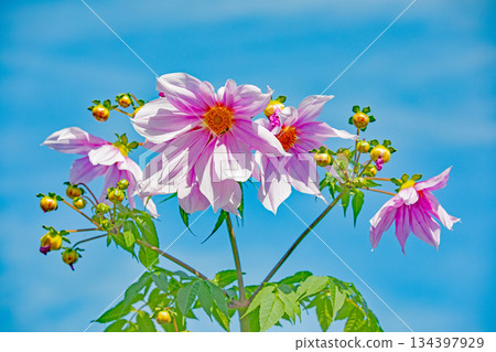 Flowers around the house: Various seasonal plants. A beautiful pink Emperor Dahlia that stands out against the blue sky of early winter. 134397929