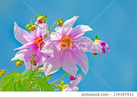 房子周圍的花朵 - 不同的季節 - 美麗的粉紅色帝王大麗花在初冬的藍天映襯下閃閃發光 134397931