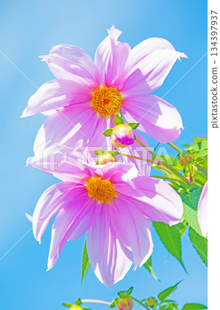 房子周圍的花朵 - 不同的季節 - 美麗的粉紅色帝王大麗花在初冬的藍天映襯下閃閃發光 134397937