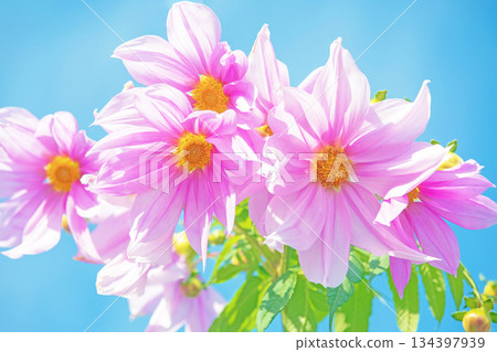 房子周圍的花朵 - 不同的季節 - 美麗的粉紅色帝王大麗花在初冬的藍天映襯下閃閃發光 134397939