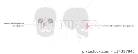 Levator labii superioris - Illustrated human facial muscle that elevates the upper lip, depicted in labeled diagram 134397945