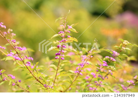 Cute purple berry fruit Cute purple berry fruit 134397949