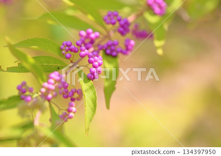 可愛的小紫果 134397950