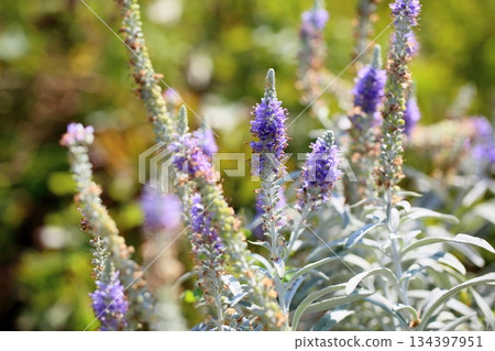 Refreshing toteiran flowers Refreshing toteiran flowers 134397951
