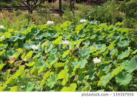 Refreshing lotus flower Refreshing lotus flower 134397956