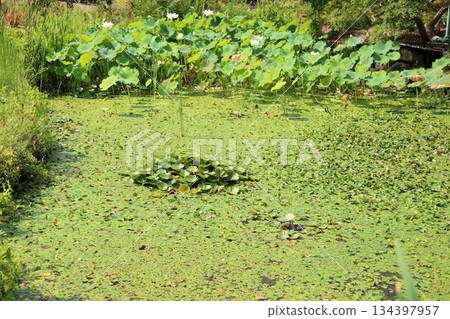 清爽的睡蓮、荷花和水生植物池塘 清爽的睡蓮、荷花和水生植物池塘 134397957