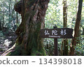 Yakushima Buddha Cedar stock photos 134398018