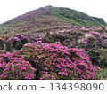 Miyamakirishima flowers on Mt. Heiji - stock photos 134398090