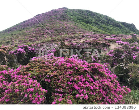 平治山上的宮切島花 - 庫存照片 平治山上的宮切島花 - 庫存照片 134398090