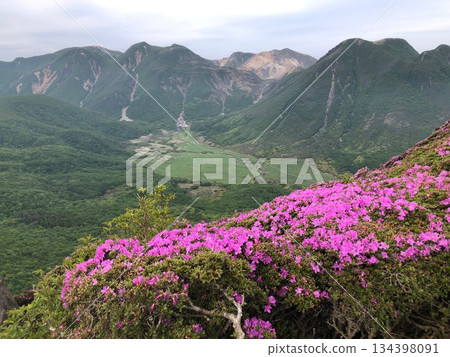 平治山上的宮切島花 - 庫存照片 134398091