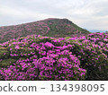 Miyamakirishima flowers on Mt. Heiji - stock photos 134398095