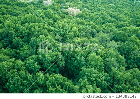 Top down flat aerial view of dark lush forest with green trees canopies in summer Top down flat aerial view of dark lush forest with green trees canopies in summer 134398142