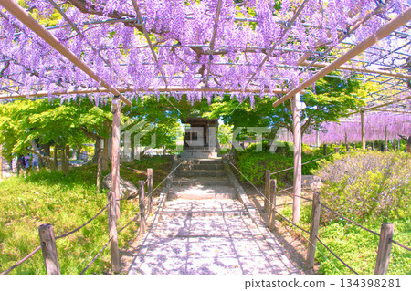 [愛知縣] 江南市曼陀羅寺公園的紫藤花架 134398281