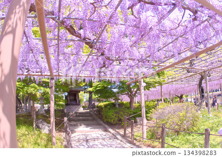 [愛知縣] 江南市曼陀羅寺公園的紫藤花架 134398283