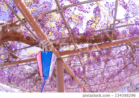 [Aichi Prefecture] Wisteria trellis at Mandaraji Park in Konan City 134398296