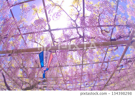 [Aichi Prefecture] Wisteria trellis at Mandaraji Park in Konan City 134398298