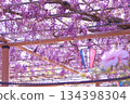 [Aichi Prefecture] Wisteria trellis at Mandaraji Park in Konan City 134398304