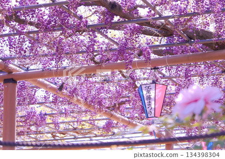 [Aichi Prefecture] Wisteria trellis at Mandaraji Park in Konan City 134398304