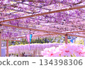 [Aichi Prefecture] Wisteria trellis at Mandaraji Park in Konan City 134398306