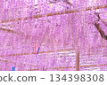 [Aichi Prefecture] Wisteria trellis at Mandaraji Park in Konan City 134398308