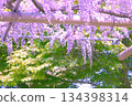 [Aichi Prefecture] Wisteria trellis at Mandaraji Park in Konan City 134398314