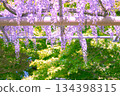 [Aichi Prefecture] Wisteria trellis at Mandaraji Park in Konan City 134398315