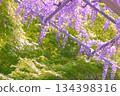 [Aichi Prefecture] Wisteria trellis at Mandaraji Park in Konan City 134398316