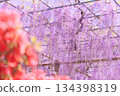 [Aichi Prefecture] Wisteria trellis at Mandaraji Park in Konan City 134398319