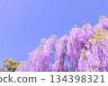 [Aichi Prefecture] Wisteria trellis at Mandaraji Park in Konan City 134398321