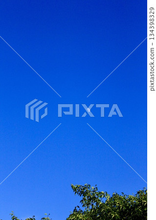 白日里，明月和綠葉漂浮在湛藍的天空。 134398329