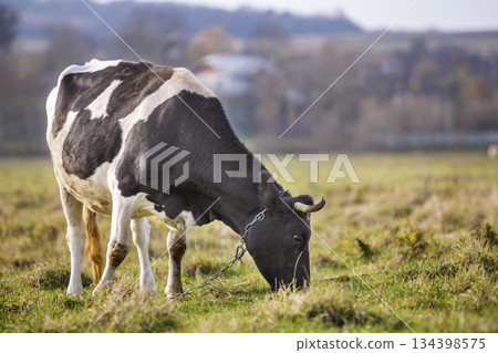 Nice healthy white and black cow with big udder grazing in green pasture field fresh grass on bright sunny day on blurred green trees background. Farming and agriculture concept Nice healthy white and black cow with big udder grazing in green pasture field fresh grass on bright sunny day on blurred green trees background. Farming and agriculture concept 134398575