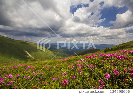 Mountain spring panorama with blooming rhododendron rue flowers and patches of snow under blue cloudy sky. Mountain spring panorama with blooming rhododendron rue flowers and patches of snow under blue cloudy sky. 134398606