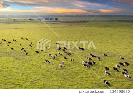 Milk cows grazing on Florida farm pasture. Feeding of cattle on farmland grassland 134398620
