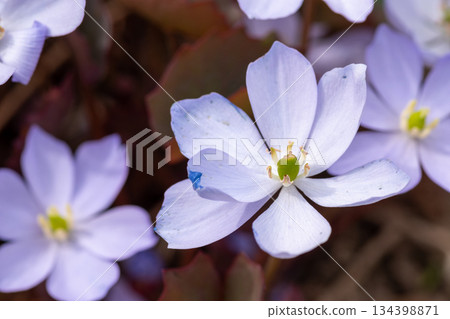 春天花園裡可愛的紫花 Tatsutasou 134398871