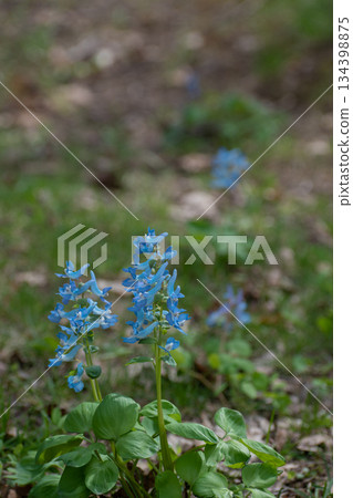 A cute blue flower that blooms in the spring field Ezoengosaku A cute blue flower that blooms in the spring field Ezoengosaku 134398875