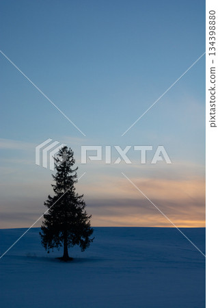 春天黃昏站在雪山上的松樹 134398880