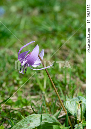 一朵可愛的粉紅色花朵，在春天的田野中綻放 134398881