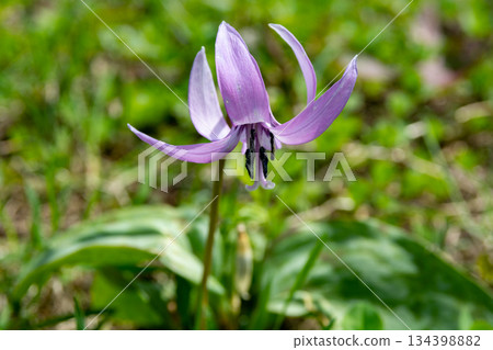 一朵可愛的粉紅色花朵，在春天的田野中綻放 134398882