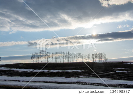 融化的山丘和樺樹 134398887