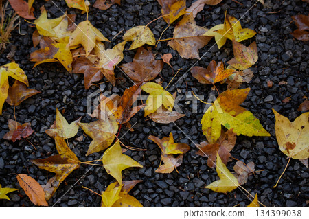雨後秋葉飄落大地 134399038