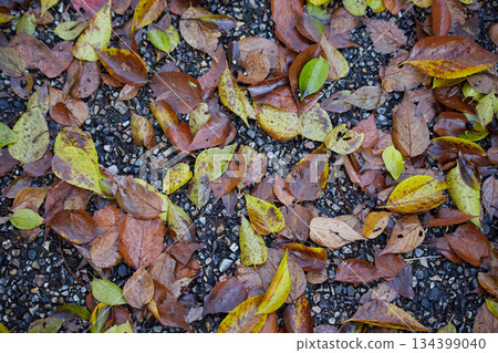 Autumn leaves falling on the ground after rain 134399040
