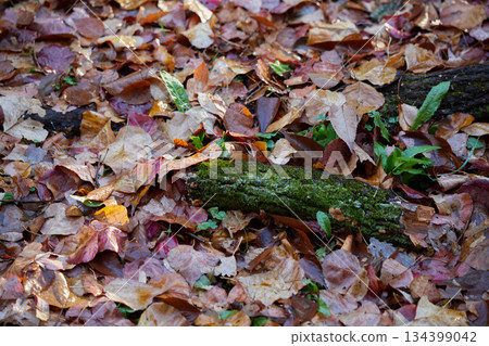 Autumn leaves falling on the ground after rain Autumn leaves falling on the ground after rain 134399042