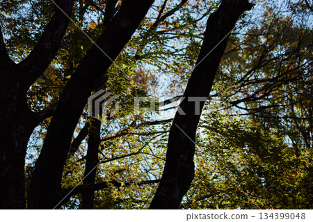 Autumn morning park forest landscape Autumn morning park forest landscape 134399048