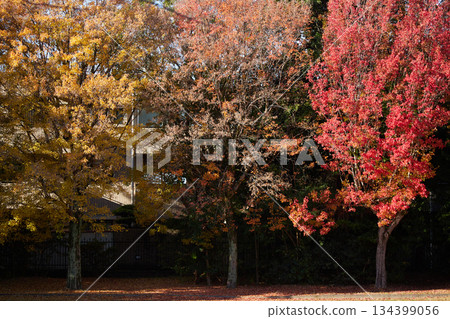 秋日清晨，住宅公園落葉紛飛的景色 134399056
